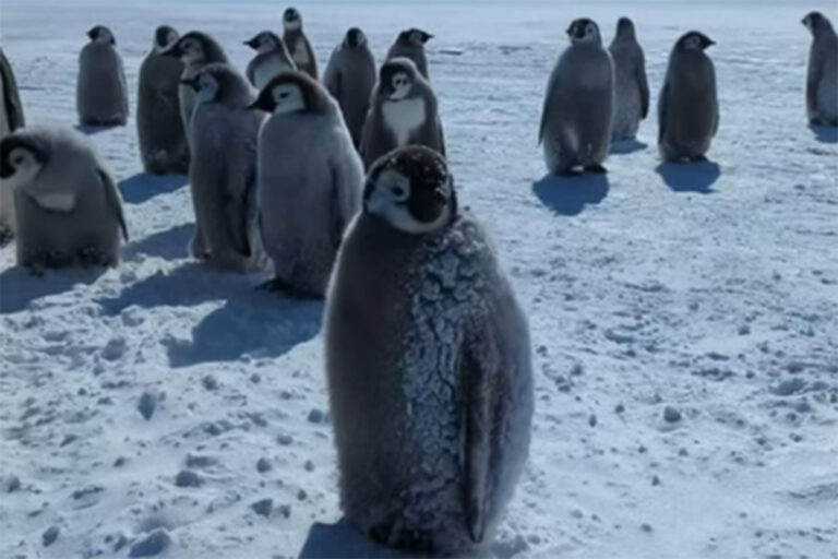 Penguin research in the Antarctic